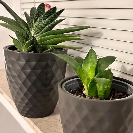 Appartement Himmelsnest Im Zentrum Von Paderborn