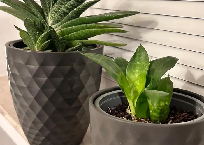 公寓 Himmelsnest Im Zentrum Von 帕德博恩